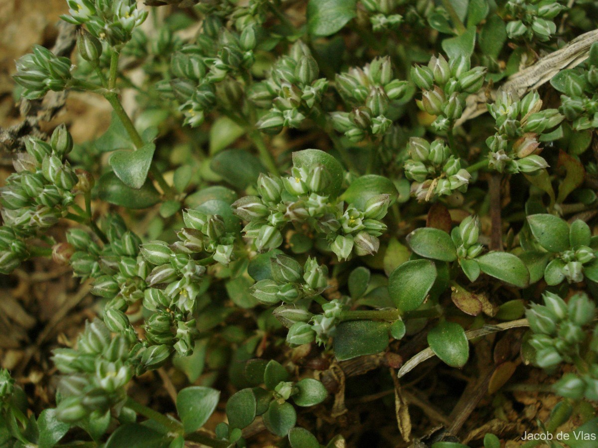 Polycarpon tetraphyllum subsp. tetraphyllum (L.) L.
